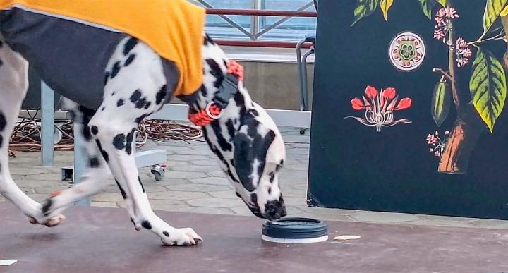 Jede Rasse hat ihren eigenen Stil und ihr eigenes Temperament. BILD: ZVG Jede Rasse hat ihren eigenen Stil und ihr eigenes Temperament. BILD: ZVG