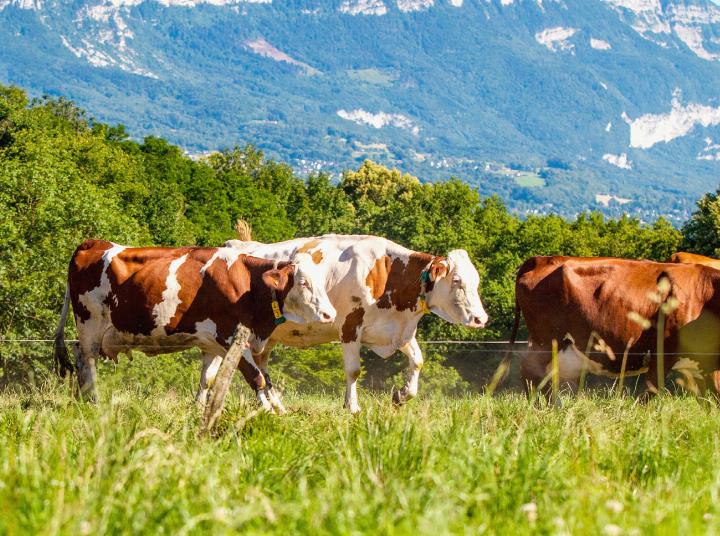 Hitzewellen bringen Gefahren für die Tiere auf den Weiden mit sich, so brauchen sie etwa aussreichend Wasser. BILD: WIRESTOCK /FIREPIK