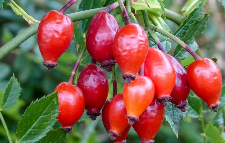 RED Besonders beliebt ist die Hagebutte als Tee oder Aufguss. BILD: PIXABAY