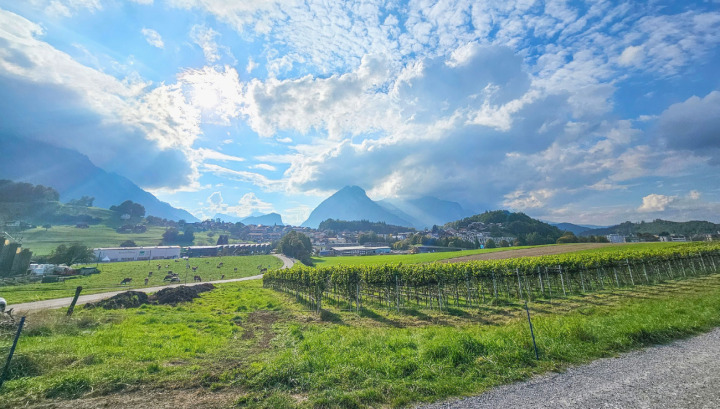 Ende September waren die Rebbauflächen beim Spiezwiler Räumli noch sonnenüberflutet. Das Wetter hat es dieses Jahr mit dem Spiezer Wein besonders gut gemeint: Er könnte, so Winzerin Ursula Irion, dieses Jahr hervorragend werden.