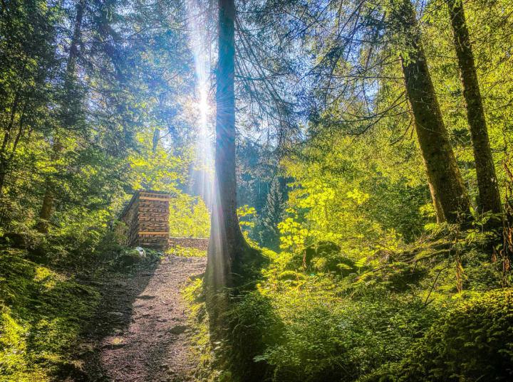 1: Diesen sonnenbeschienen Herbstwald erlebte Peter von Känel aus Scharnachtal auf einer Wanderung oberhalb von Faltschen.