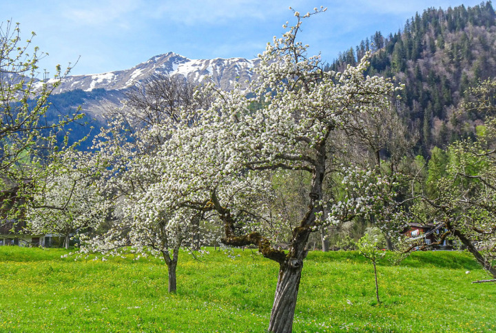 Ulrich Vogt aus Frutigen fotografierte Mitte des Monats ein Meer aus Blüten.