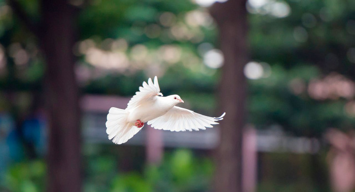 Die Taube ist seit Jahrhunderten das Symbol für Pfingsten. BILD: PIXABAY