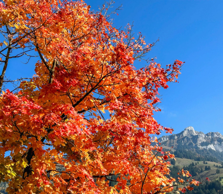 Leuchtende Herbstfarben in den Blättern der Bäume vermitteln Geborgenheit und Wärme, auch bei kühleren Temperaturen