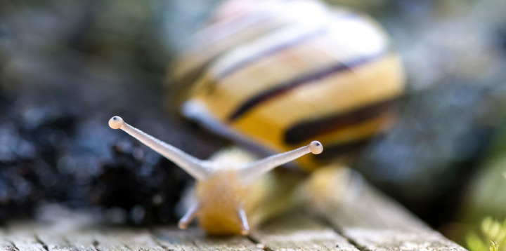 Die Augen der Hain-Schnirkelschnecke sitzen auf dem oberen Fühlerpaar. Allzu viel darf man von diesen Organen allerdings nicht erwarten: Besonders gut sehen kann die Schnecke damit nicht. BILD: ZVG / STÉPHANE VITZTHUM