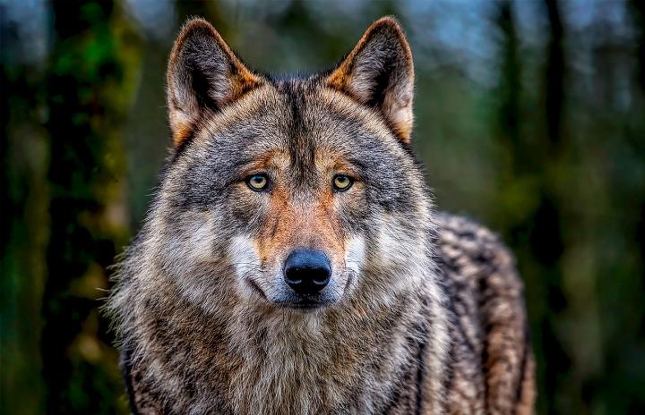 Bis Ende Oktober wurden 316 Schafe von Wölfen gerissen. BILD:PIXABAY