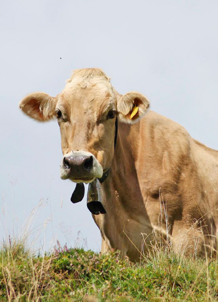 Eine Impfung der empfänglichen Tiere wird dringend empfohlen. BILD: PIXABAY