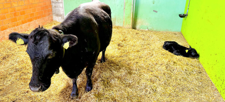 Mutter und Kind wohlauf: Dieses Kalb kam vor drei Tagen zur Welt.