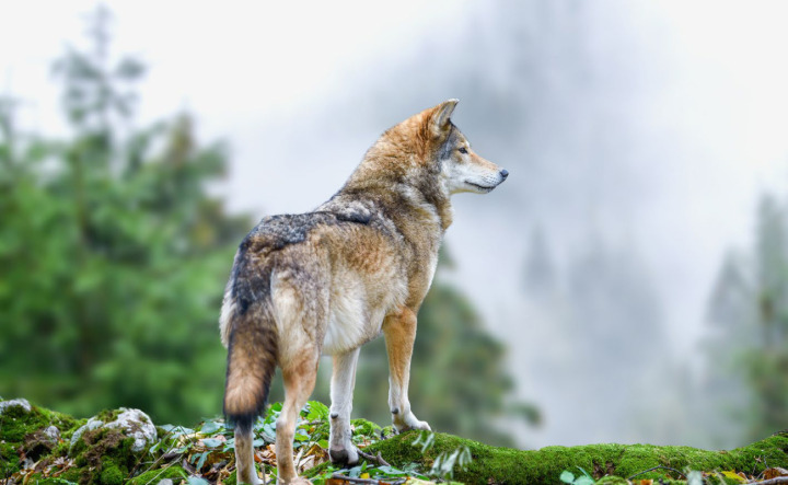 Die politische und mediale «Wolfsdebatte» verhandle oft nicht den Wolf an sich, sondern tieferliegende Konflikte, ist Pro Natura überzeugt. BILD: BYRDYAK / STOCK.ADOBE.COM
