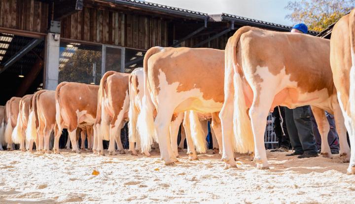 109 Tiere wurden am Freitag von der Jury bewertet. BILDER: CHANTAL STEURI