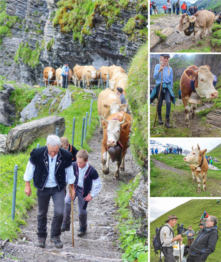 Schritt für Schritt arbeiten sich Mensch und Tier aufwärts. Oben angekommen, spendiert Thomas Egger, VR-Vizepräsident der Engstligenalpbahnen (kleines Bild unten, rechts), den Sennen und Helferinnen ein Getränk. ALLE BILDER: YVONNE BALDININI