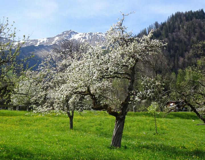 Ein Blütenmeer von Ulrich Vogt aus Frutigen.